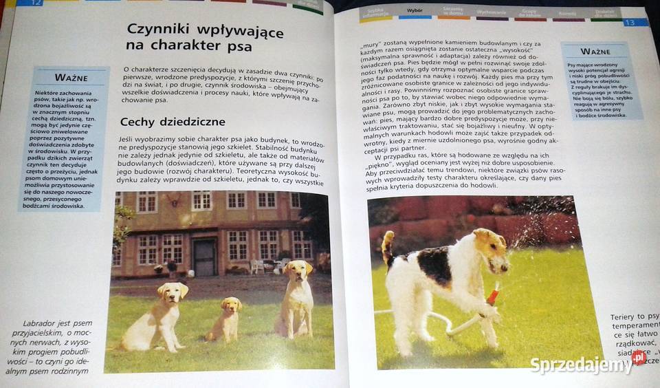 Szczenięta Heidi Rogner Chełm sprzedam