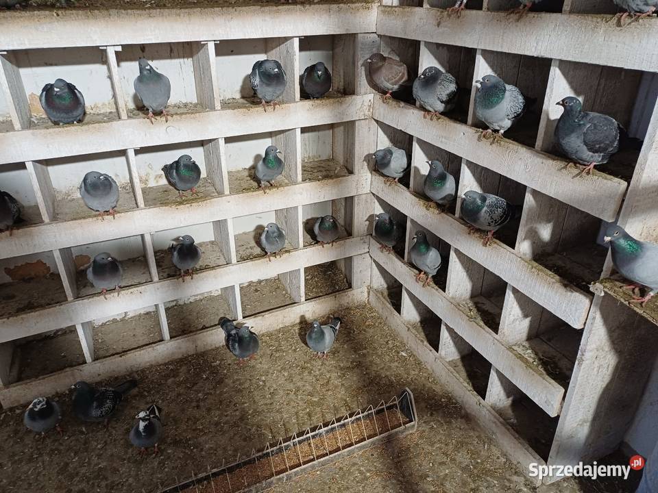 Gołębie Pocztowe likwidacja hodowli Ptaki sprzedam