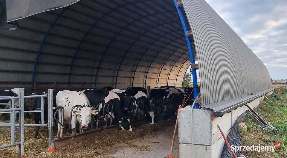 Hala łukowa 12 x 25m wzmocniona teownikiem Lisków