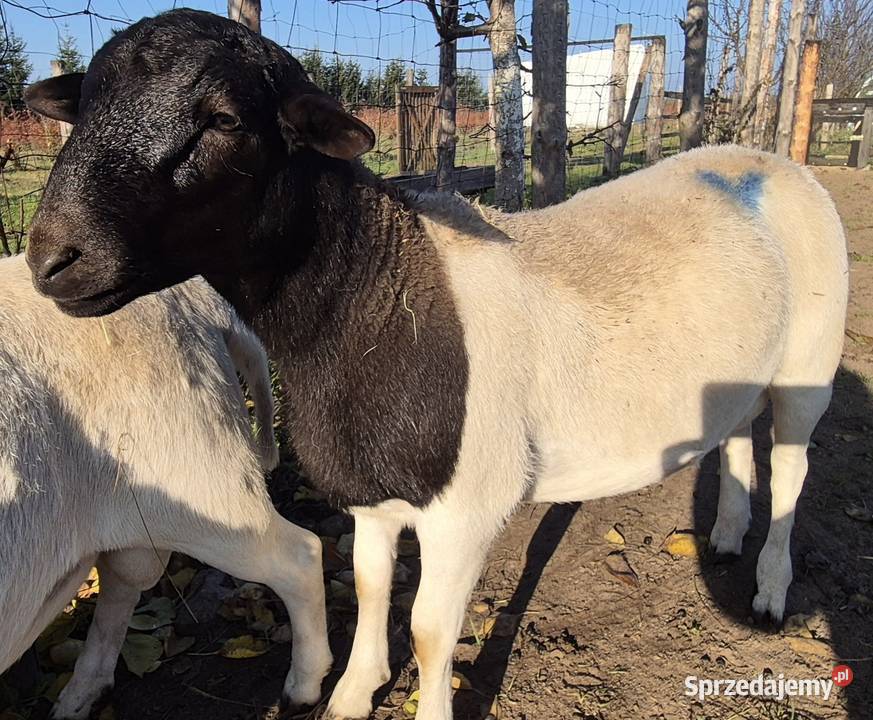 DORPER Baranki Owce tryk jarki kujawsko-pomorskie
