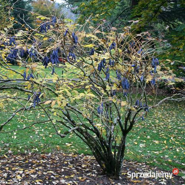 PAŁECZNIK CHIŃSKI Decaisnea fargesii NASIONA 150 kujawsko-pomorskie Lubanie