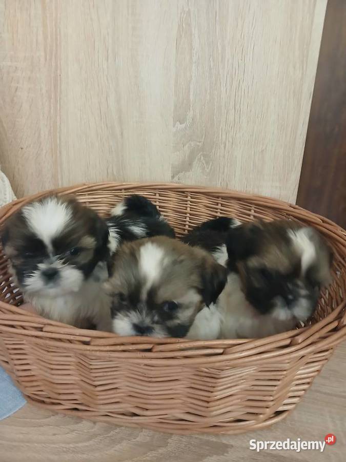 Shih tzu śliczne szczenięta Katowice