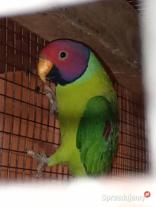 Aleksandretta Śliwogłowy Kamień Górowski sprzedam