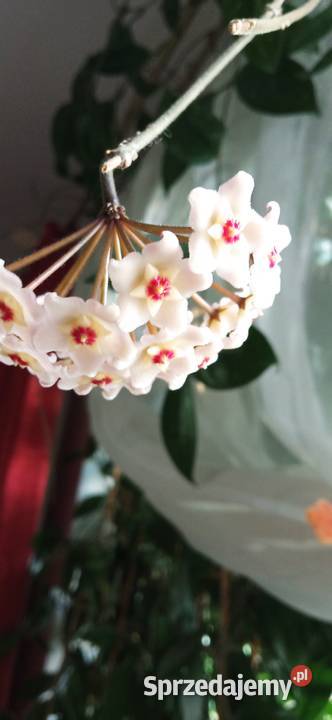 Hoya carnosa roślina pnąca Hoja do kolekcji Nowy Sącz