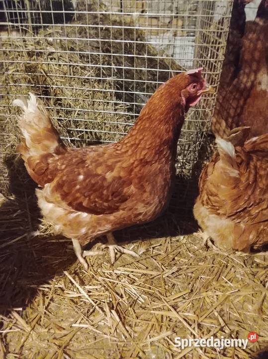 Kurki nioski młode wiejskie lubuskie Lubiszyn