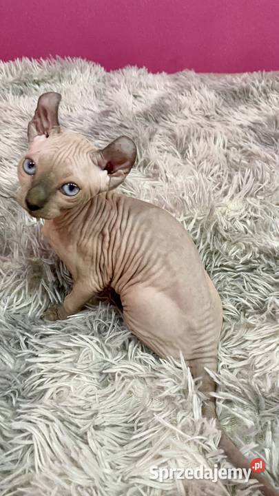 Sfinks elf księżniczki łyse Rodowód śląskie Zawiercie