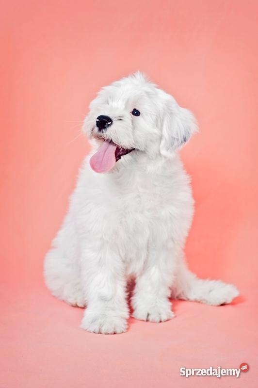 TERIER TYBETAŃSKI SZCZENIĘTA INTERCHAMPIONACH dolnośląskie