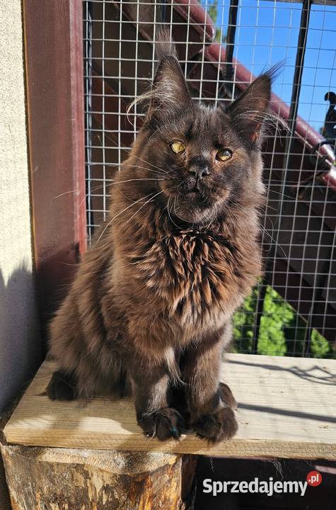 Czekoladowy Maine Coon FPL Gdańsk