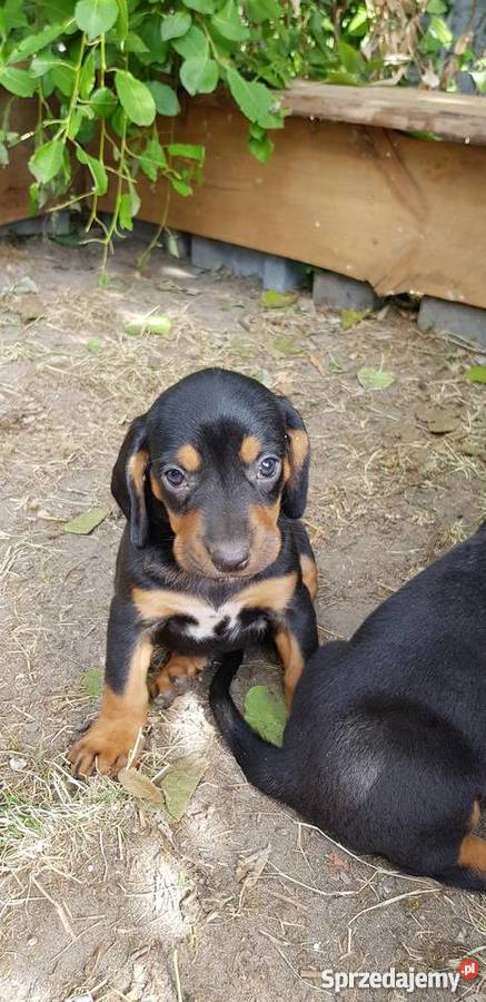 szczenięta gończy polski Ujście