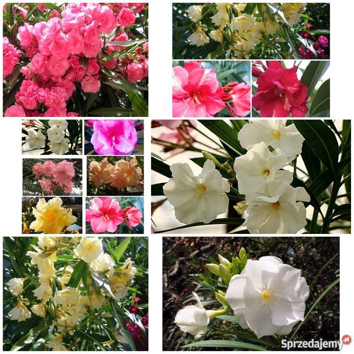 Oleander biały pachnący pełny na imieniny