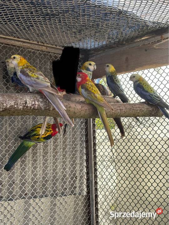 Papugi Rozelle różne rodzaje mazowieckie