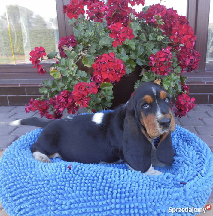 Basset Hound SZCZENIĘTA Z ELITARNYM RODOWODEM Radziejów sprzedam