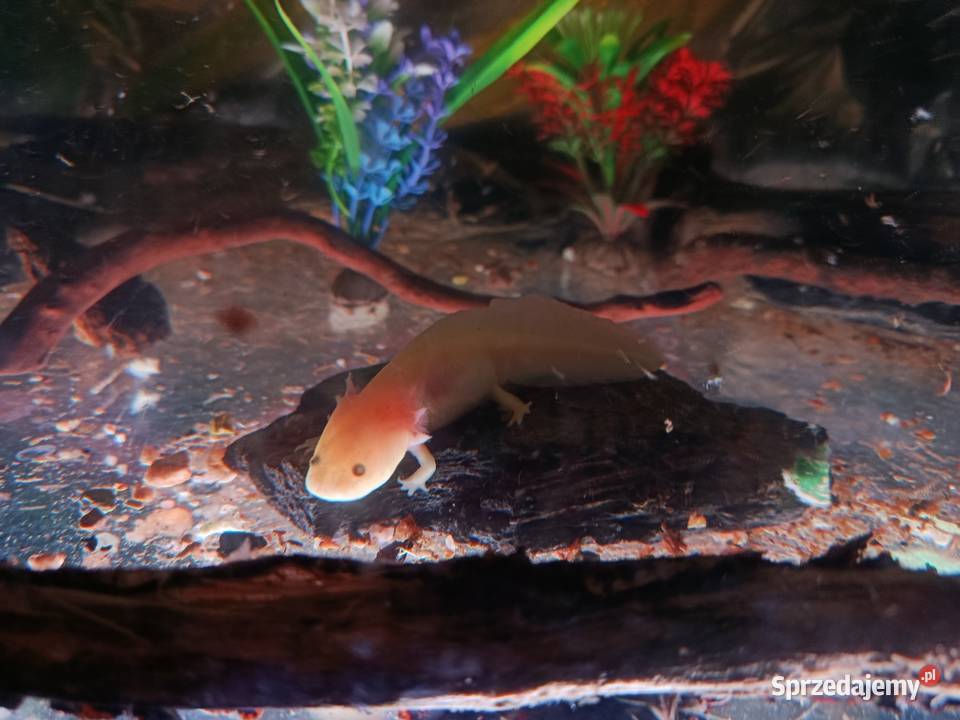 Legwan zielony samica gady płazy ryby rośliny