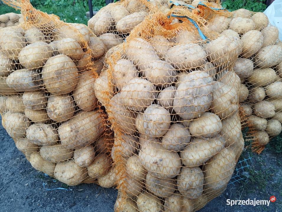 Ziemniaki Denar Michalina Bellarosa sprzedam
