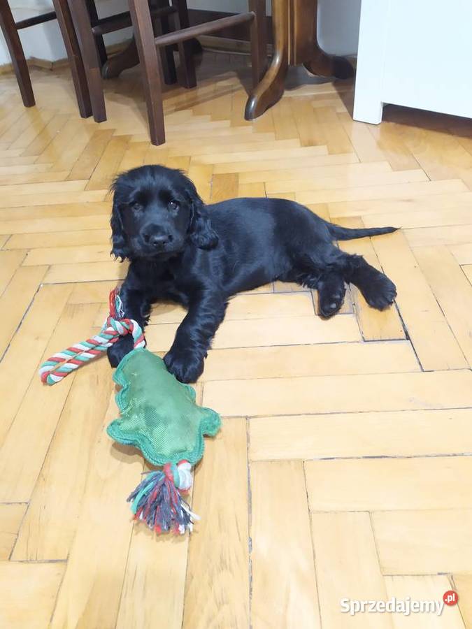 Cocker Spaniel Angielski czarnu piesek Cocker Spaniel Okolusz