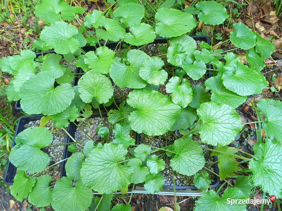 Wasabi Japonica duża sadząka Nowy Targ