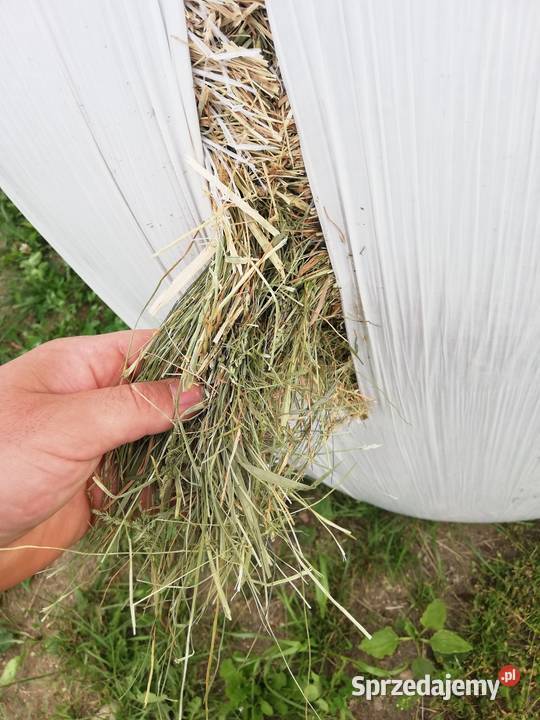 Słoma siano Sianokiszonka Bele 130 Zapewniam Przasnysz sprzedam