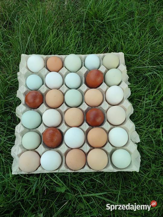Jajka lęgowe Konary