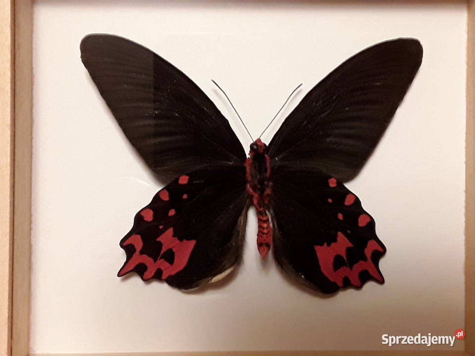 Motyl wramce 16x14 Atrophaneura semperi 110 mm Szczecin