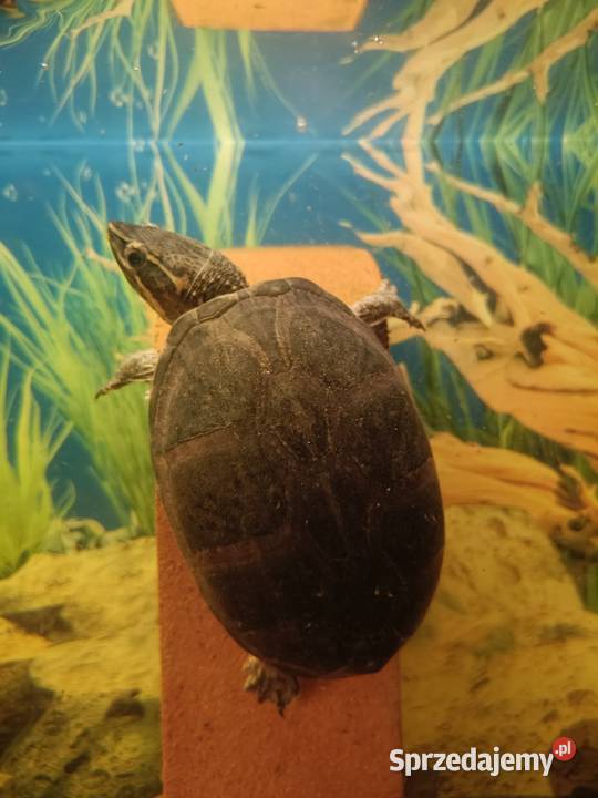 Piżmiki wonne Sternotherus odoratus zdrowe