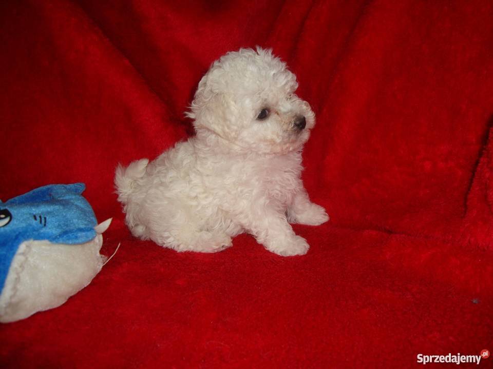 Bolończyk ostatnia suczka z metryką KC Pozostałe wielkopolskie sprzedam