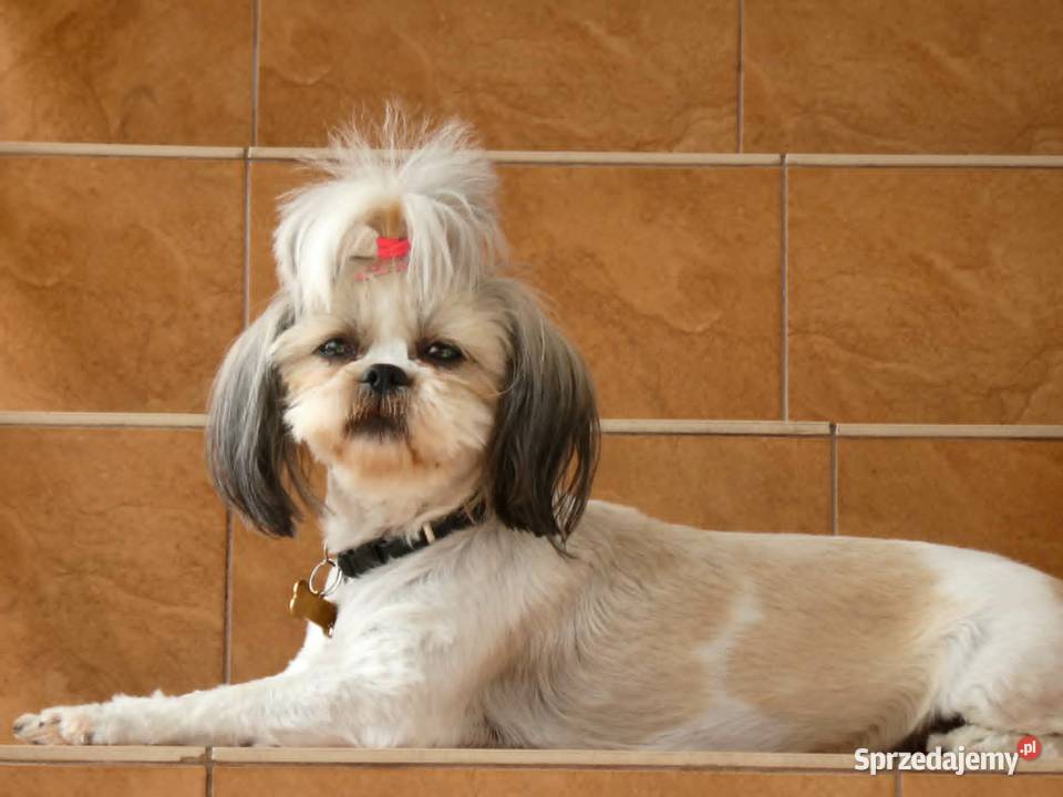 Śliczny Piesek Shih Tzu Puławy