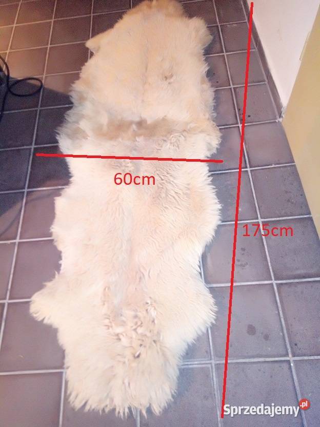 Chodniczek włochacz Dom i Ogród Kobylnica