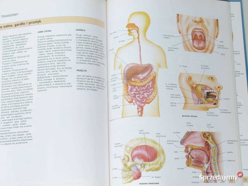 Atlas anatomii Dr de Bernabe Ortega Encyklopedie, słowniki i atlasy Kraków
