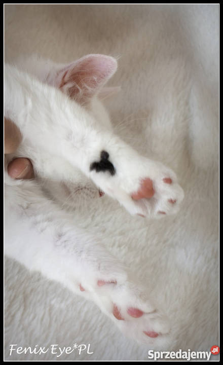 Turecki Van elitarna rasa małopolskie Kraków