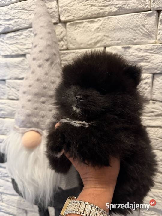 Szpic miniaturowy pomeranian boy śląskie Poniszowice