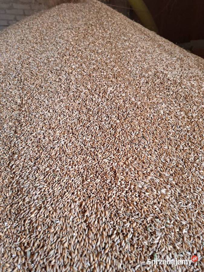 Pszenżyto ozime tributo i belcanto centrali Zboża