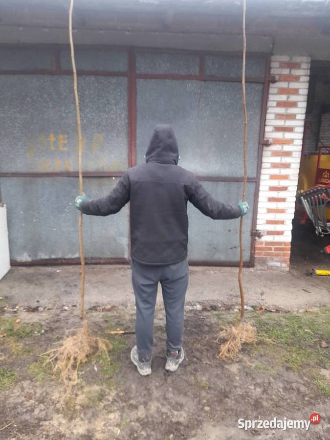 Podkładki do szczepienia klon modrzew katalpa i Puławy
