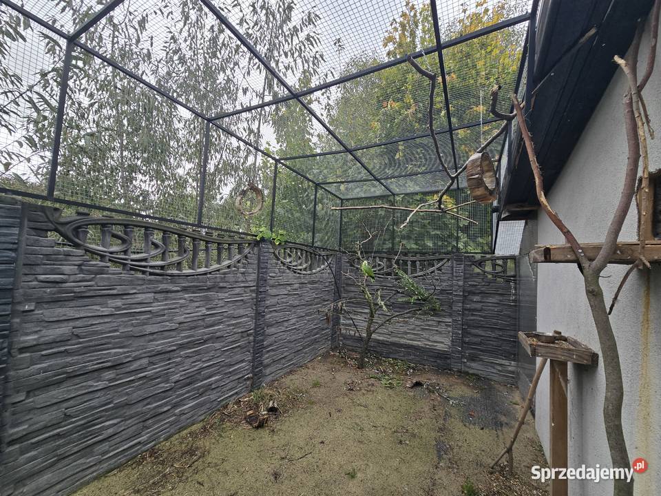 Amazonka niebieskoczelna