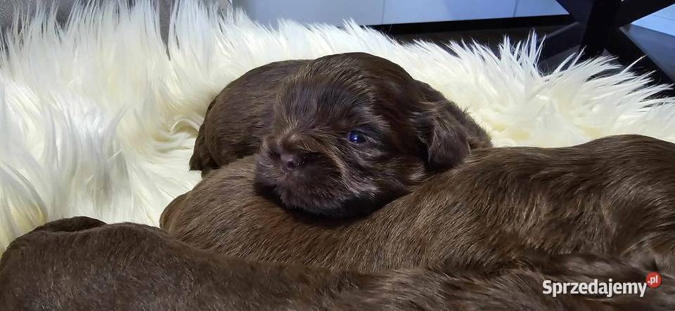 Szczeniaczki shih tzu gen czekoladowy Staszów