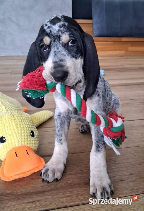 Mały gończy gaskoński FCI Krosno