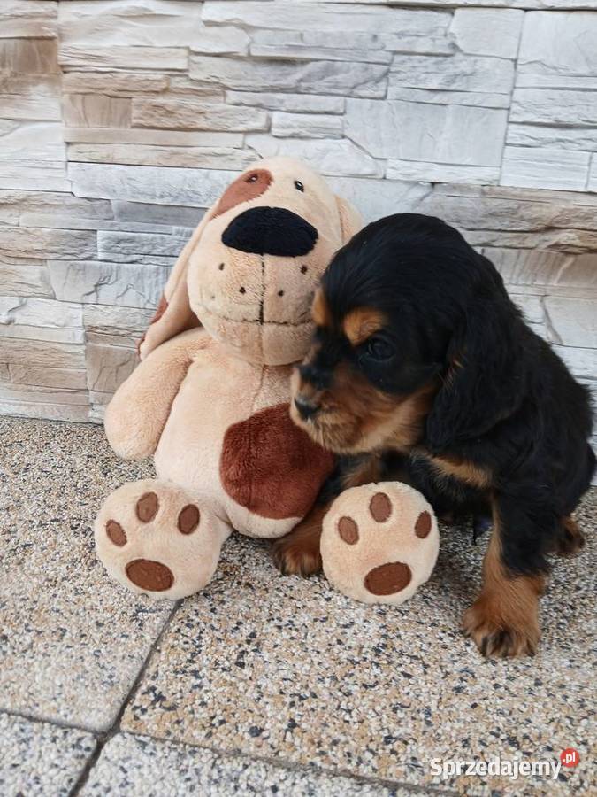Śliczny piesek Cocker Spaniel Angielski Sieradz