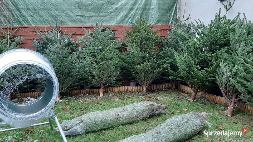 Choinka jodła kaukaska cięta i w donicy Sosnowiec sprzedam