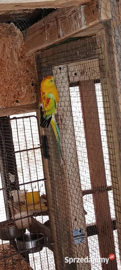 Papugi świergotki opolskie Julianpol