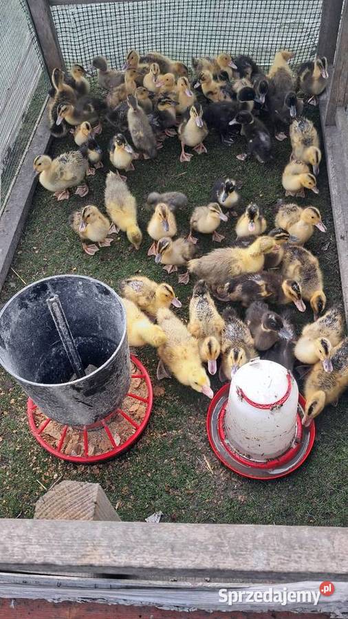 Sprzedam kaczki i gęsi Drób i ptactwo Miedziana