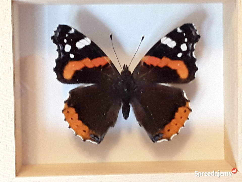 Motyl w ramce 12x10 Vanessa atalanta 55 mm Szczecin