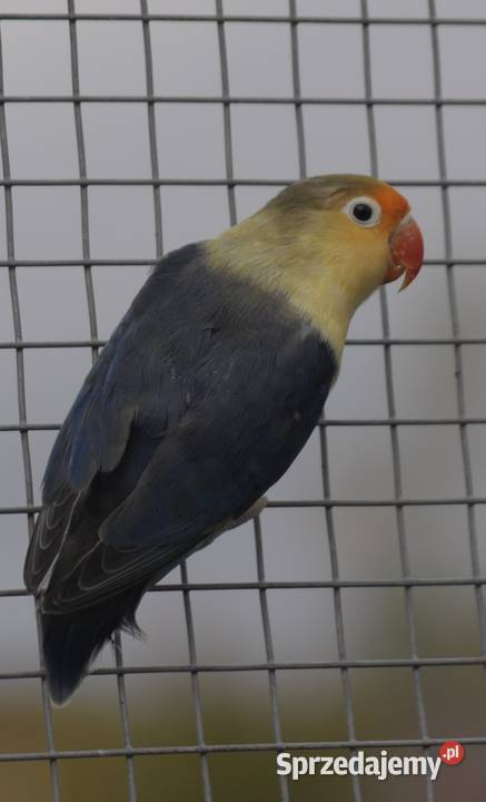 Nierozłączka Fischer Nierozłączki Fischer dolnośląskie Wrocław