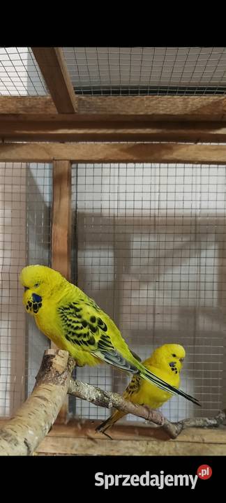 Faliste TCB żółte 26 r