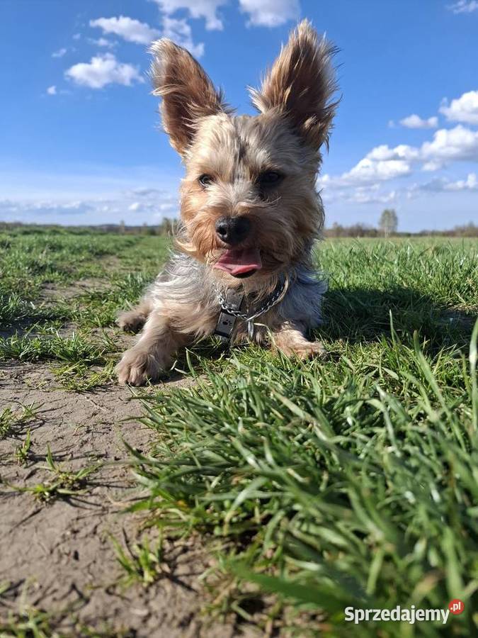 Yorkshire terrier Reproduktor dolnośląskie Jelenia Góra
