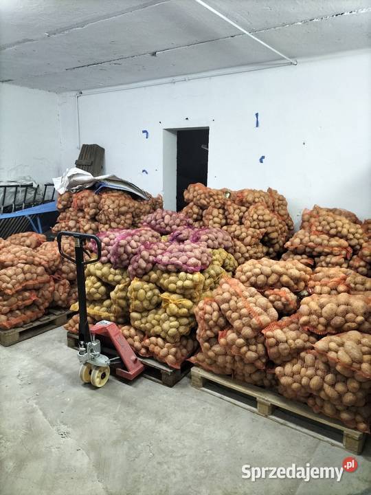 Ziemniaki SADZENIAKI Soraya świętokrzyskie Sędziszów