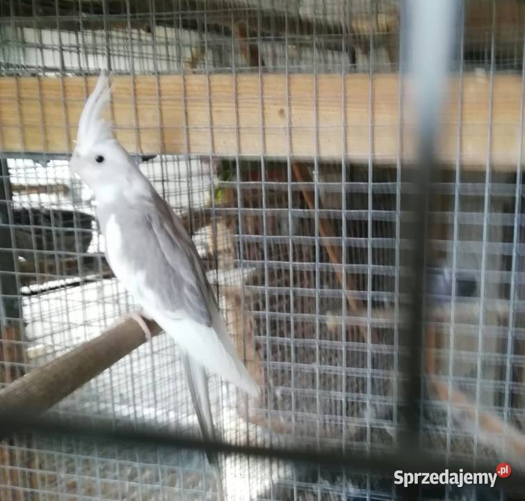 Nimfy papugi na sprzedaż wielkopolskie Szamotuły sprzedam
