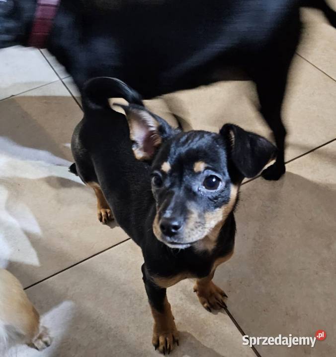 Suczka pinczerek miniaturka Chróścin