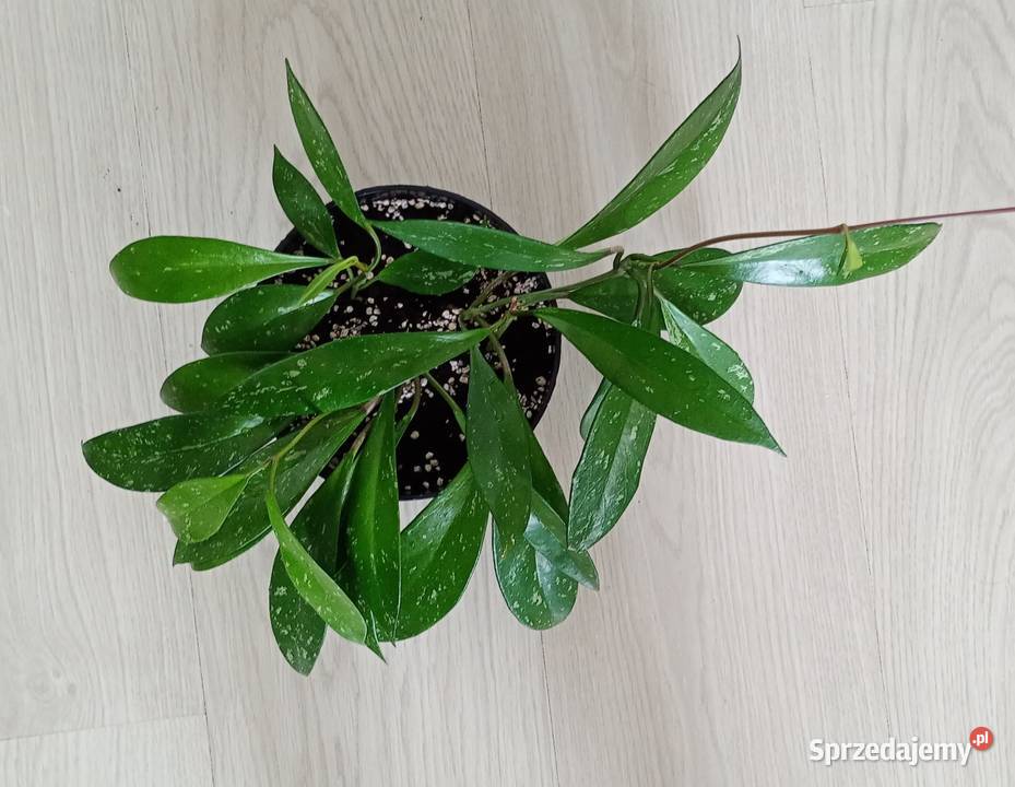 Hoya hoja pubicalyx Częstochowa