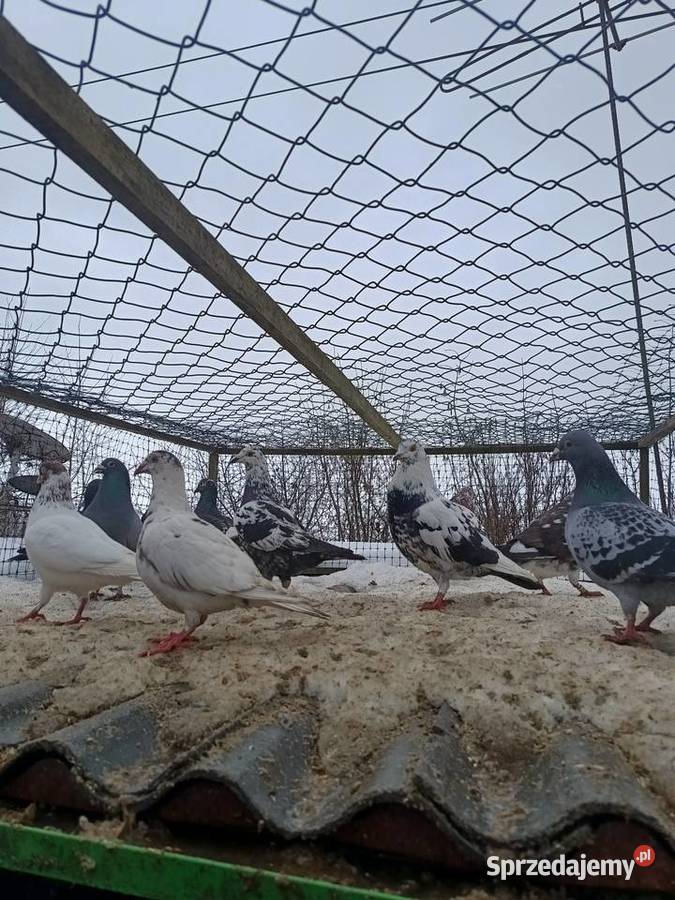 Gołębie sprzedam Ćmielów