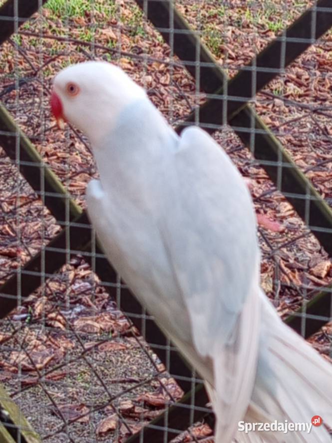 Aleksandretty samice 2024 Środa Wielkopolska