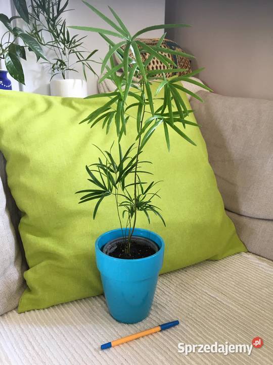 Asparagus falcatus Warszawa sprzedam